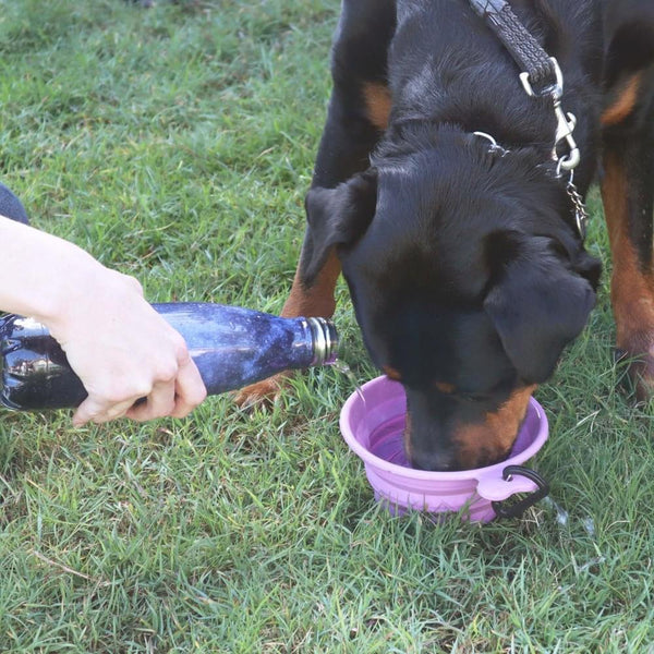 Collapsible Travel Bowl