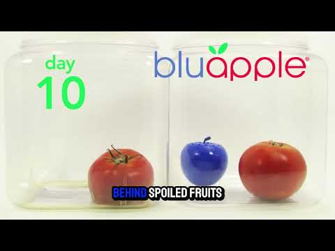 Bluapple Classic One Year Combo Pack